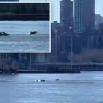 pod-of-dolphins-turn-nyc’s-east-river-into-playground-—-leaving-experts-scratching-their-heads-over-rare-visit