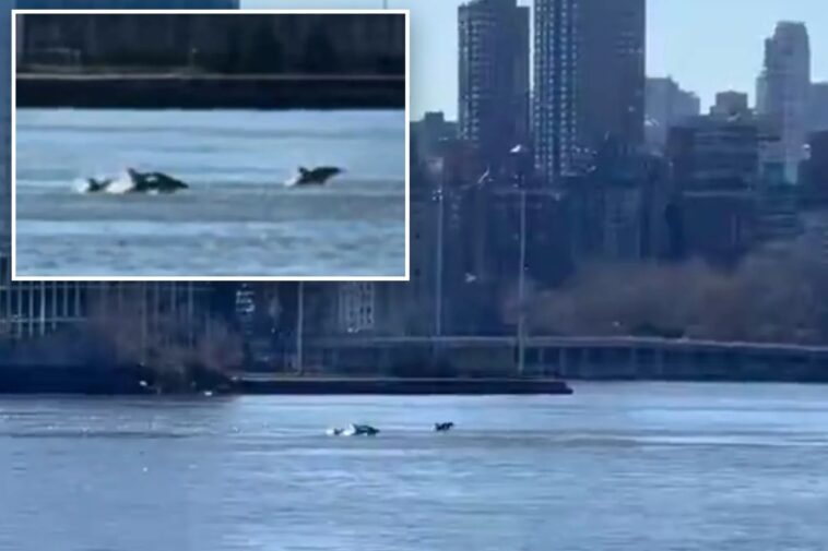 pod-of-dolphins-turn-nyc’s-east-river-into-playground-—-leaving-experts-scratching-their-heads-over-rare-visit