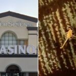 deadly-scorpion-stung-la-man-as-he-slept-in-vegas-hotel-bed-—-and-caught-the-beast-on-video:-lawyer