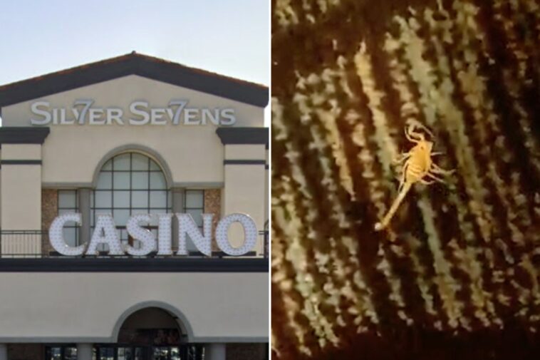 deadly-scorpion-stung-la-man-as-he-slept-in-vegas-hotel-bed-—-and-caught-the-beast-on-video:-lawyer