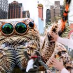 many-worried-that-the-giant-spiders-attacking-new-york-could-lead-to-an-increase-in-hateful-arachnophobia