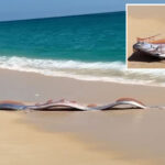 two-massive-‘doomsday-fish’-wash-up-on-beach-in-mexico:-‘this-can’t-be-real’