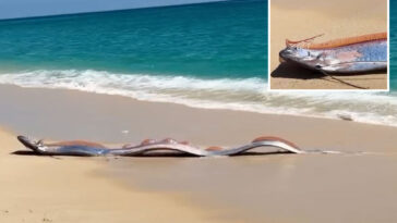 two-massive-‘doomsday-fish’-wash-up-on-beach-in-mexico:-‘this-can’t-be-real’