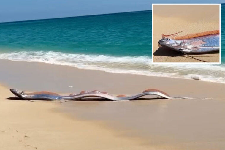 two-massive-‘doomsday-fish’-wash-up-on-beach-in-mexico:-‘this-can’t-be-real’