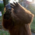 six-reported-bigfoot-sightings-in-northeast-ohio-within-four-days-spark-cryptid-‘flap’-speculation