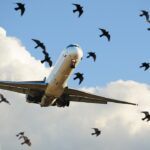 bird-strike-forces-major-airline-to-turn-around-after-windshield-is-cracked-midair