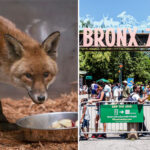 red-fox-hides-out-on-cargo-ship,-travels-from-england-to-new-york