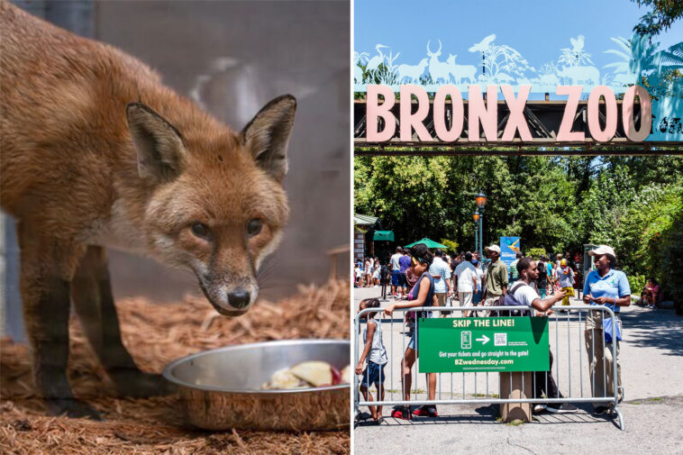 red-fox-hides-out-on-cargo-ship,-travels-from-england-to-new-york