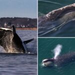 endangered-whale-spotting-in-atlantic-ocean-prompts-boating-restrictions-along-east-coast