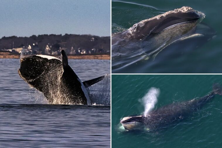 endangered-whale-spotting-in-atlantic-ocean-prompts-boating-restrictions-along-east-coast