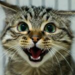 exposed:-taxpayer-funded-mizzou-lab-caught-harvesting-blood-from-former-pets-in-cruel-program-–-fauci-era-nih-grant-still-funding-deadly-cat-tests