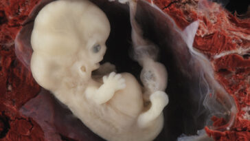 new-bill-to-ban-abortion-pill-hits-senate