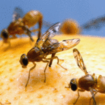 chaos-as-notorious-pest-that-can-rip-a-hole-in-california’s-agriculture-sector-spreads