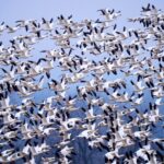snow-geese-create-mesmerizing-bird-tornado-as-they-take-off-for-the-arctic