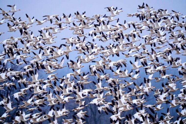 snow-geese-create-mesmerizing-bird-tornado-as-they-take-off-for-the-arctic