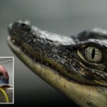 louisiana’s-controversial-alligator-farms-breed-reptiles-for-meat,-skins-—-and-conservation