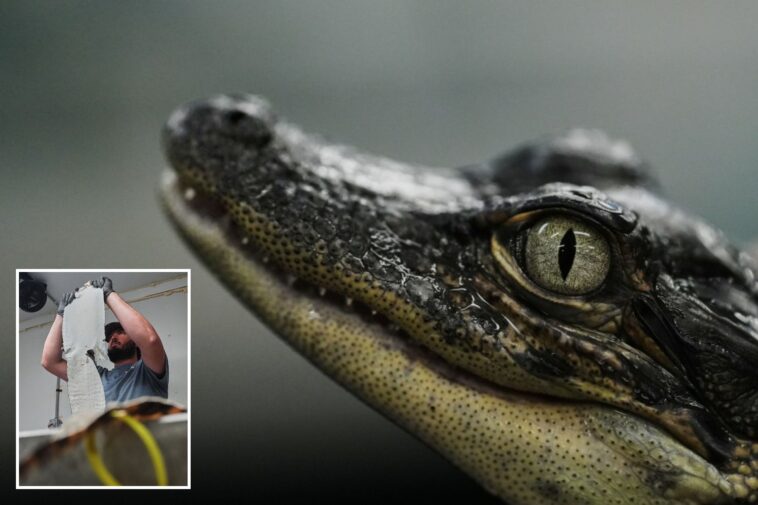 louisiana’s-controversial-alligator-farms-breed-reptiles-for-meat,-skins-—-and-conservation