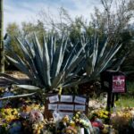 pima-county-sheriff-says-he-thinks-he-knows-why-nancy-guthrie-was-targeted,-warns-suspect-could-strike-again