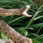 video:-25-year-old-california-mountain-biker-dies-month-after-rattlesnake-bite