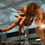 visit-goes-horribly-wrong:-two-california-men-face-felony-charges-for-snapping-$200k-tusk-off-woolly-mammoth-museum-exhibit