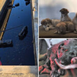 litter-of-puppies-rescued-by-us-troops-in-middle-east-oil-pit-are-trying-to-get-to-america