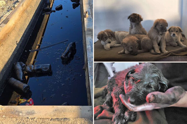 litter-of-puppies-rescued-by-us-troops-in-middle-east-oil-pit-are-trying-to-get-to-america