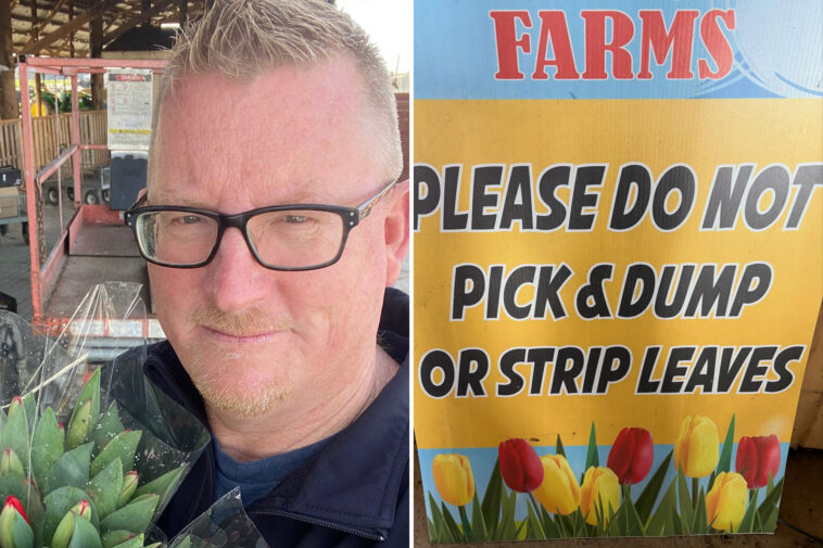 california-farmer-unleashes-on-‘feral’-tiktokers-after-his-famous-tulip-field-was-destroyed
