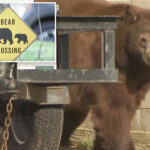 woman-narrowly-escapes-death-after-being-attacked-by-a-bear-at-her-suburban-los-angeles-home