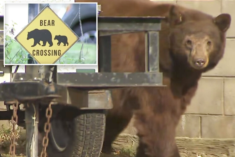 woman-narrowly-escapes-death-after-being-attacked-by-a-bear-at-her-suburban-los-angeles-home
