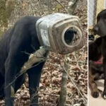 stray-dog-‘buck’-—-whose-head-was-stuck-in-bucket-—-rescued-after-huge-search-for-poor-pup