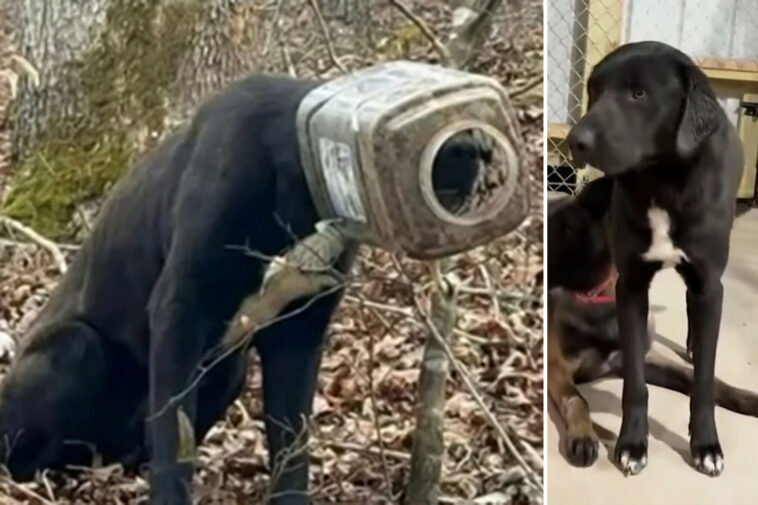 stray-dog-‘buck’-—-whose-head-was-stuck-in-bucket-—-rescued-after-huge-search-for-poor-pup