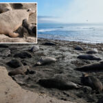 deadly-virus-outbreak-at-major-park-spreads-across-nearby-beaches