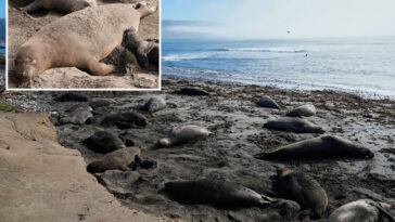 deadly-virus-outbreak-at-major-park-spreads-across-nearby-beaches