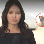 bear-with-us:-reporter’s-live-shot-interrupted-by-wild-encounter-in-monrovia