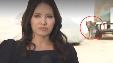 bear-with-us:-reporter’s-live-shot-interrupted-by-wild-encounter-in-monrovia