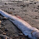 watch:-tourists-rescue-two-giant-‘doomsday-fish’-from-mexican-beach