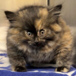 viral-puff-kitten-that-suffers-from-bizarre-medical-condition-finally-recovers