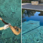 scorching-heat-wave-smashing-california-causes-surge-in-deadly-creature-encounters-—-as-shocking-video-emerges