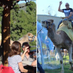 famous-california-winery-whose-founder-was-a-dc-titan-is-slammed-for-hosting-‘brutal’-camel-rides