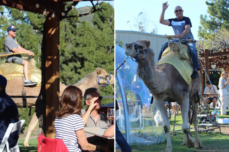 famous-california-winery-whose-founder-was-a-dc-titan-is-slammed-for-hosting-‘brutal’-camel-rides