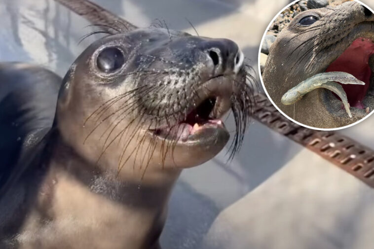 adorable-elephant-seal-pup-is-found-with-huge-fishing-hook-caught-in-its-mouth