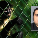 ‘deeply-disturbing’-animal-cruelty-operation-involving-baby-monkeys-busted-by-ice-investigation
