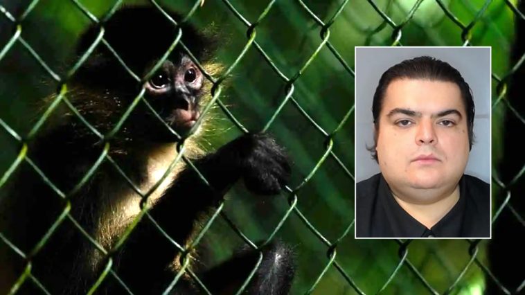 ‘deeply-disturbing’-animal-cruelty-operation-involving-baby-monkeys-busted-by-ice-investigation