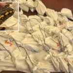 dozens-of-live-pythons-found-on-truck-attempting-to-cross-mexican-border