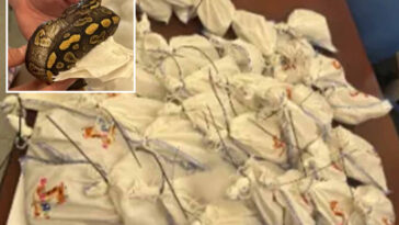 dozens-of-live-pythons-found-on-truck-attempting-to-cross-mexican-border