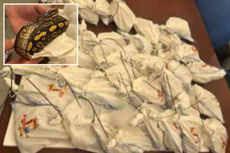 dozens-of-live-pythons-found-on-truck-attempting-to-cross-mexican-border