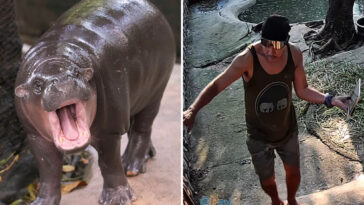 man-arrested-after-climbing-into-pygmy-hippo-moo-deng’s-enclosure-at-thai-zoo