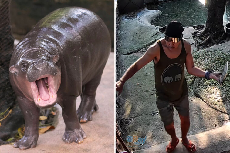 man-arrested-after-climbing-into-pygmy-hippo-moo-deng’s-enclosure-at-thai-zoo
