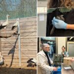 emergency-room-for-injured-wild-birds-opens-at-polish-zoo