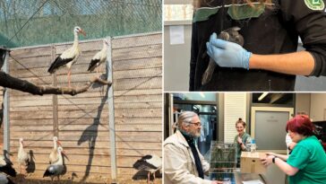 emergency-room-for-injured-wild-birds-opens-at-polish-zoo